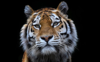 Tiger closeup blackbackground davidimms wildlife - a black background behind free wallpaper