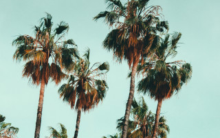 Palm trees blue sky birds - the top of them free wallpaper