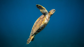 Turtle ocean blue background black - the bottom of the picture free wallpaper