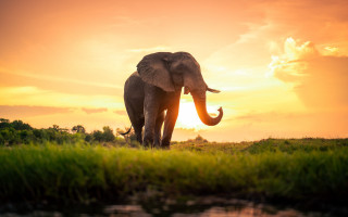 Elephant lush green field sunset - a lush green field free wallpaper