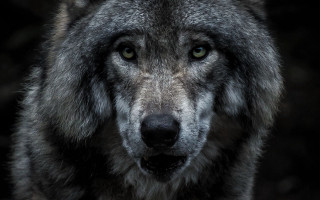 Wolf whiteface blackeyes sadlook naturalism - a white face free wallpaper