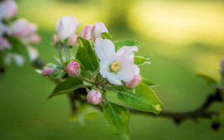Pink flower lily bloom field - a field of grass and trees free wallpaper for desktop