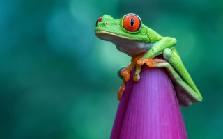 Frog red eyes purple flower - green leaf and a blurry background free wallpaper