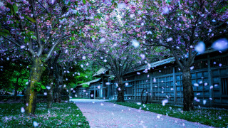 Walkway trees flowers rain architecture - dreamlike free wallpaper for desktop