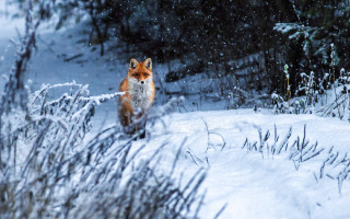 Fox snow woods wildlife impressionist - a fox free wallpaper