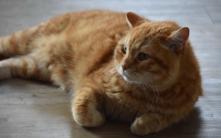 Sad cat floor glamour rococo - a sad look free wallpaper