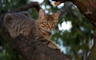 Curious cat on tree branch - a curious look free wallpaper