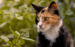 Cat bush sad eyes impressionism - a bush free wallpaper