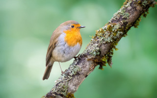 Small bird perched branch moss 2 - colin moss free wallpaper