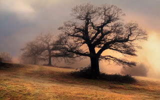 Tree fog sunbeam nature matte - godray free wallpaper
