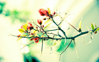 Branch red yellow flower blurry - flower free wallpaper for desktop