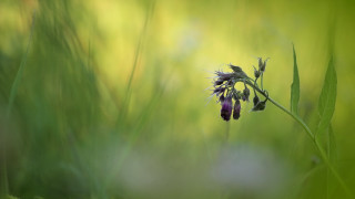 Purple flower macro grass blurry - a purple flower free wallpaper