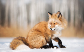 Fox sitting snow closed eyes - a fox free wallpaper