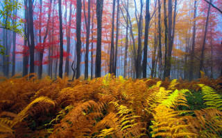 Mystical autumn forest foggy leaves - a foggy sky free wallpaper
