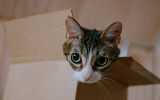 Cat box head background big - big free wallpaper
