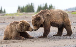 Brown bears playing field dirt - wildlife photography free wallpaper for desktop