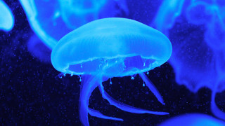 Jellyfish bubbles blue light bioluminescence - the bottom of the water free wallpaper
