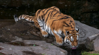 Tiger drinking pond zoo germany - a rock free wallpaper for desktop