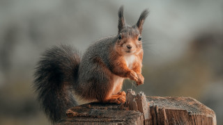 Squirrel eating nut wood blurry - a piece of wood free wallpaper
