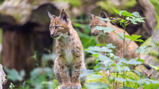 Small lynx rock woods animals - in the background free wallpaper