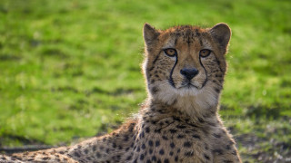Cheetah sad looking grass outdoors - a sad look free wallpaper