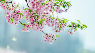 Cherry blossom branch butterfly pink - the air above free wallpaper