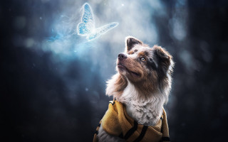 Dog sweater butterfly blue eyes - a sweater free wallpaper