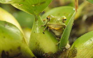 Frog green plant leaves eyes 2 - a frog free wallpaper for desktop