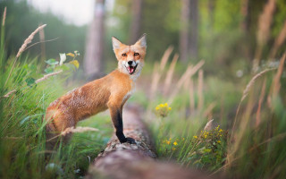 Fox log open mouth blurry - tongue free wallpaper for desktop