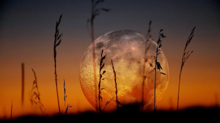 Full moon through grass sunset - a distance free wallpaper