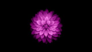 Purple hydrangea white center generative 2 - the dark background free wallpaper for desktop