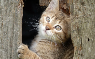 Kitten tree hole paw wideeyes - its paw free wallpaper for desktop