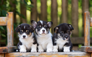 Three puppies wooden bench garden - free dogs wallpaper