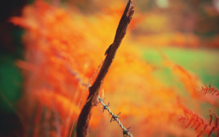 Branch autumn fire sky embers - a blurry background of grass and bushes free wallpaper