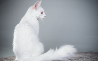 White cat gray background serious - white background free wallpaper