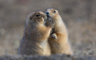 Prairie groundhogs touching noses naturalistic - their hand together free wallpaper for desktop