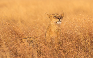 Lion cub tall grass curious - wildlife photography free wallpaper for desktop