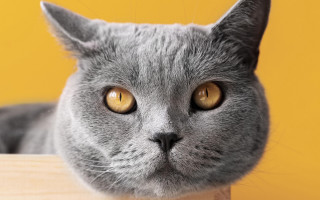 Gray cat yellow eyes wooden - a wooden table top free wallpaper
