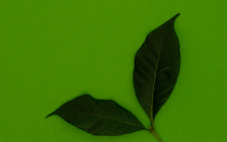 Leaf shadow green gradient macro - a single leaf free wallpaper