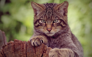 Cat sitting tree stump sad - sad free wallpaper