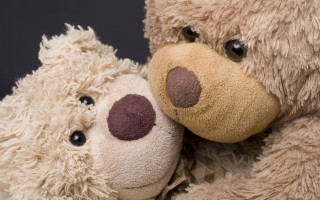 Brown tan stuffed animals close - studio photography free wallpaper