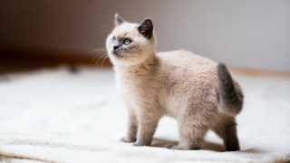 White kitten on rug looking - tiny free wallpaper for desktop