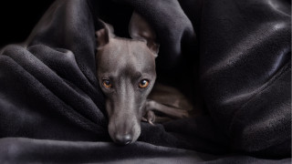 Dog wrapped blanket sad look - vanita free wallpaper for desktop