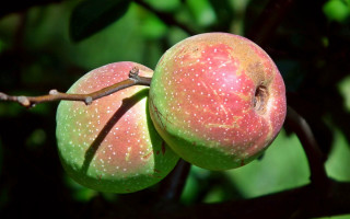 Apples hanging tree leaves photorealistic - two apple free wallpaper