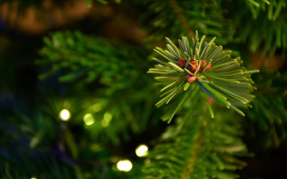 Pine tree green branch red - free christmas wallpaper for desktop