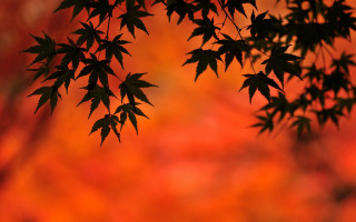 Leafy tree autumn red background - autumn free wallpaper for desktop