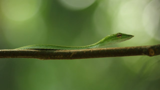Green snake branch forest cobra - photograph free wallpaper for desktop