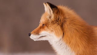 Fox face white fur brown - animal free wallpaper for desktop