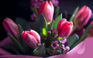 Pink flowers vase tablecloth bokeh - corneille free wallpaper