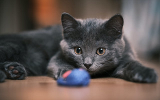 Gray cat yarn shiba inu - the floor next free wallpaper